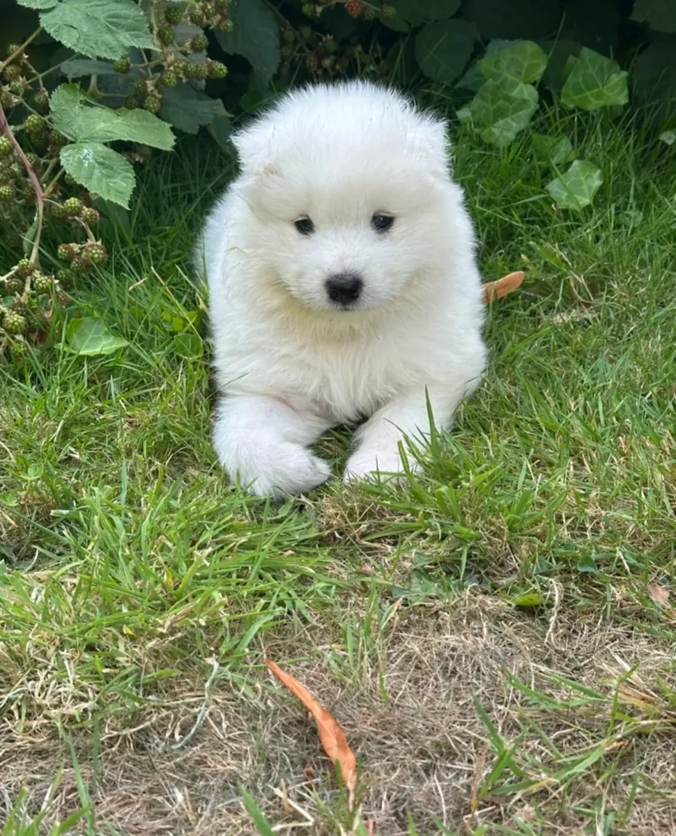 Adorables cachorros Samoyedo buscan hogares de 5★