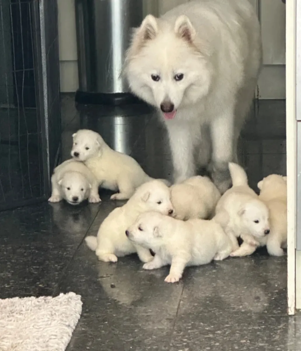 Adorables cachorros Samoyedo buscan hogares de 5★