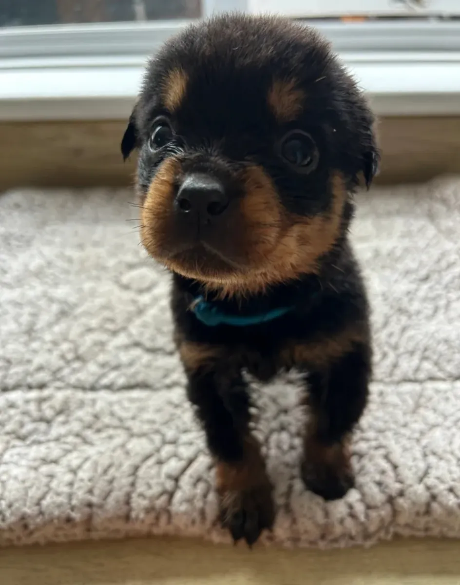 Hermosos cachorros Rottweiler