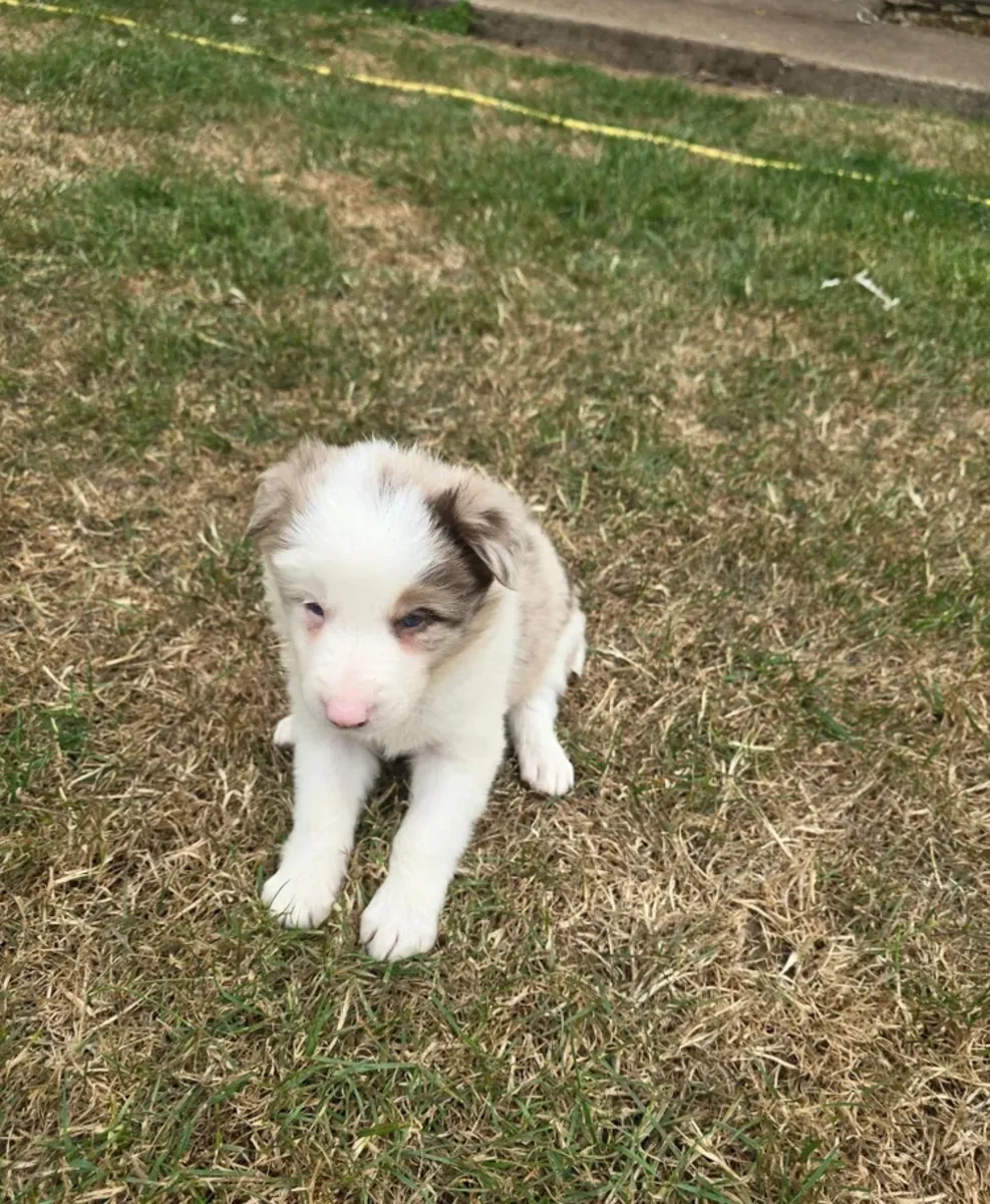 Hermosos Border Collies en Venta