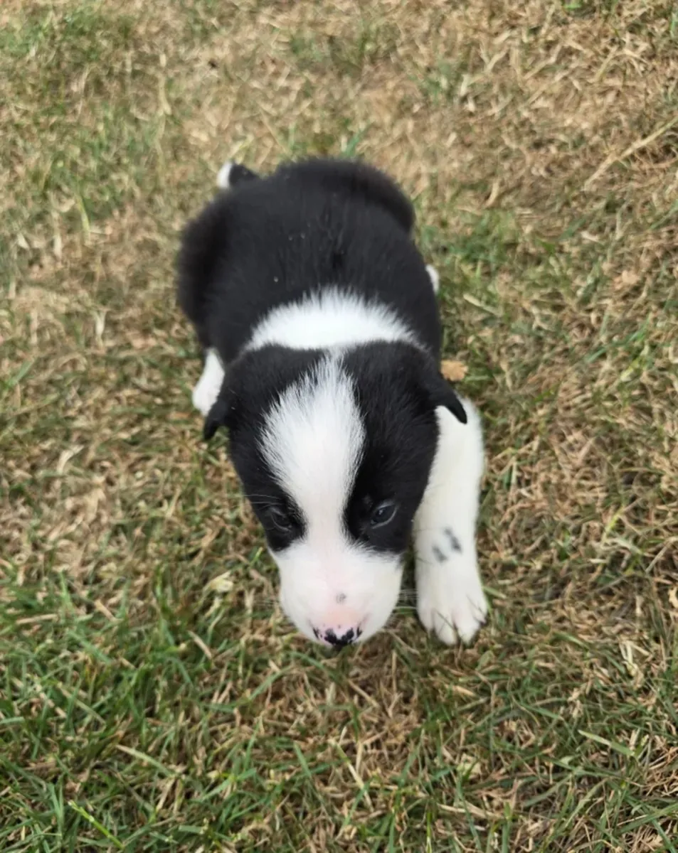 Hermosos Border Collies en Venta