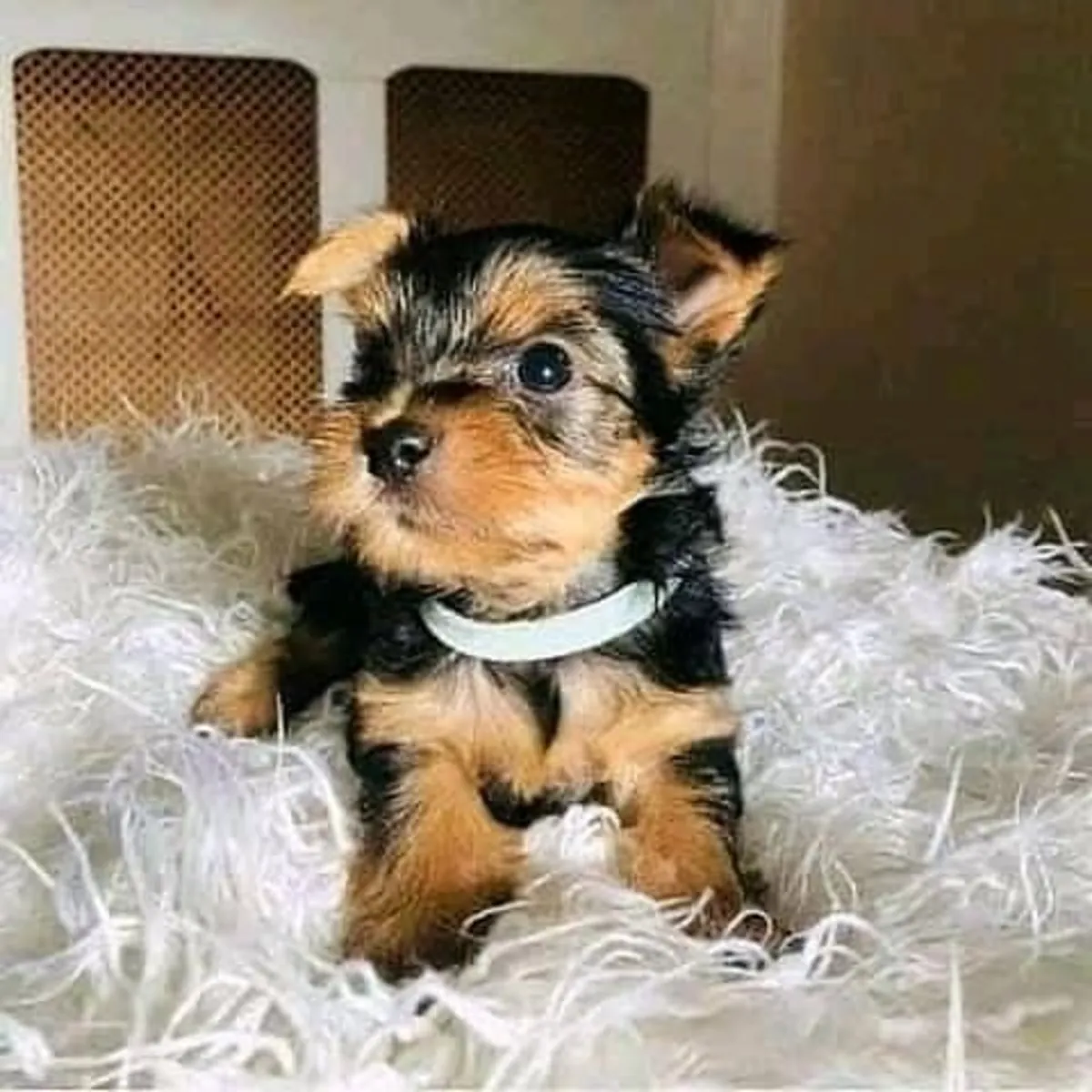 Adorables chiots Yorkshire Terrier (Yorkie) de race pure : Prêts pour un foyer plein d'amour !