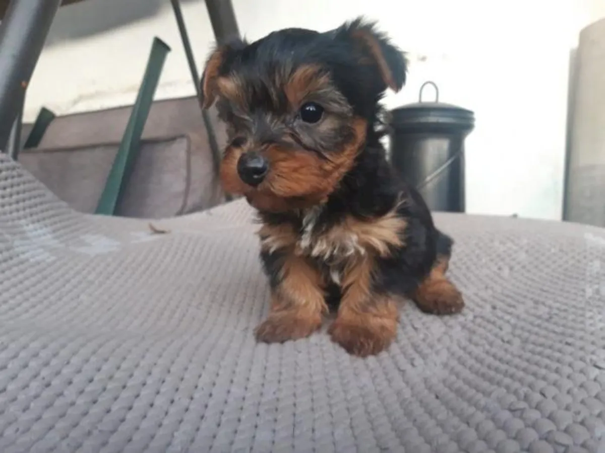 Chiots Yorkie miniature : Doux, en bonne santé et prêts à rentrer chez eux