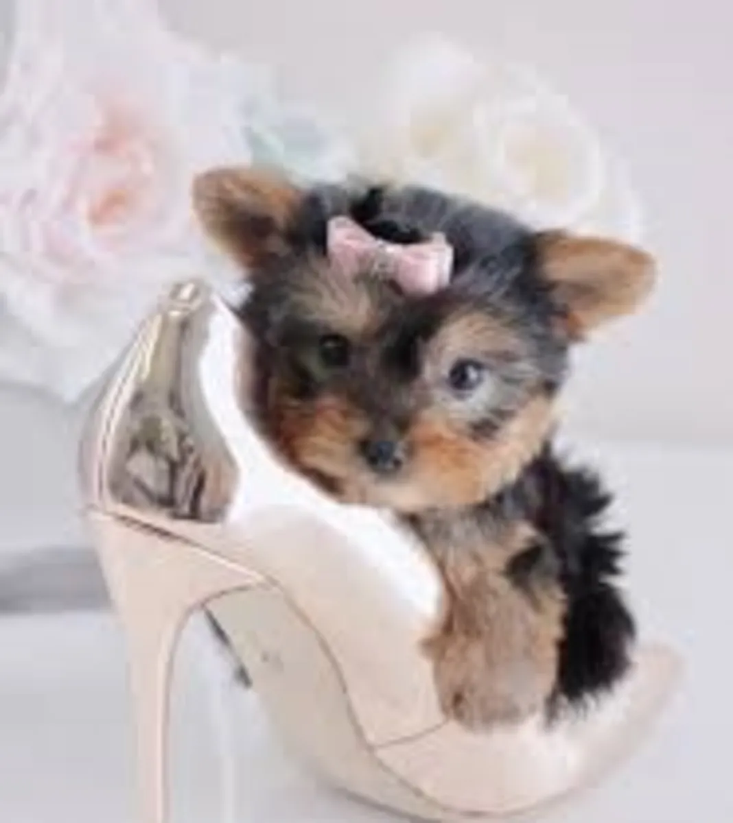 Adorables cachorros de Yorkshire Terrier buscan un hogar definitivo
