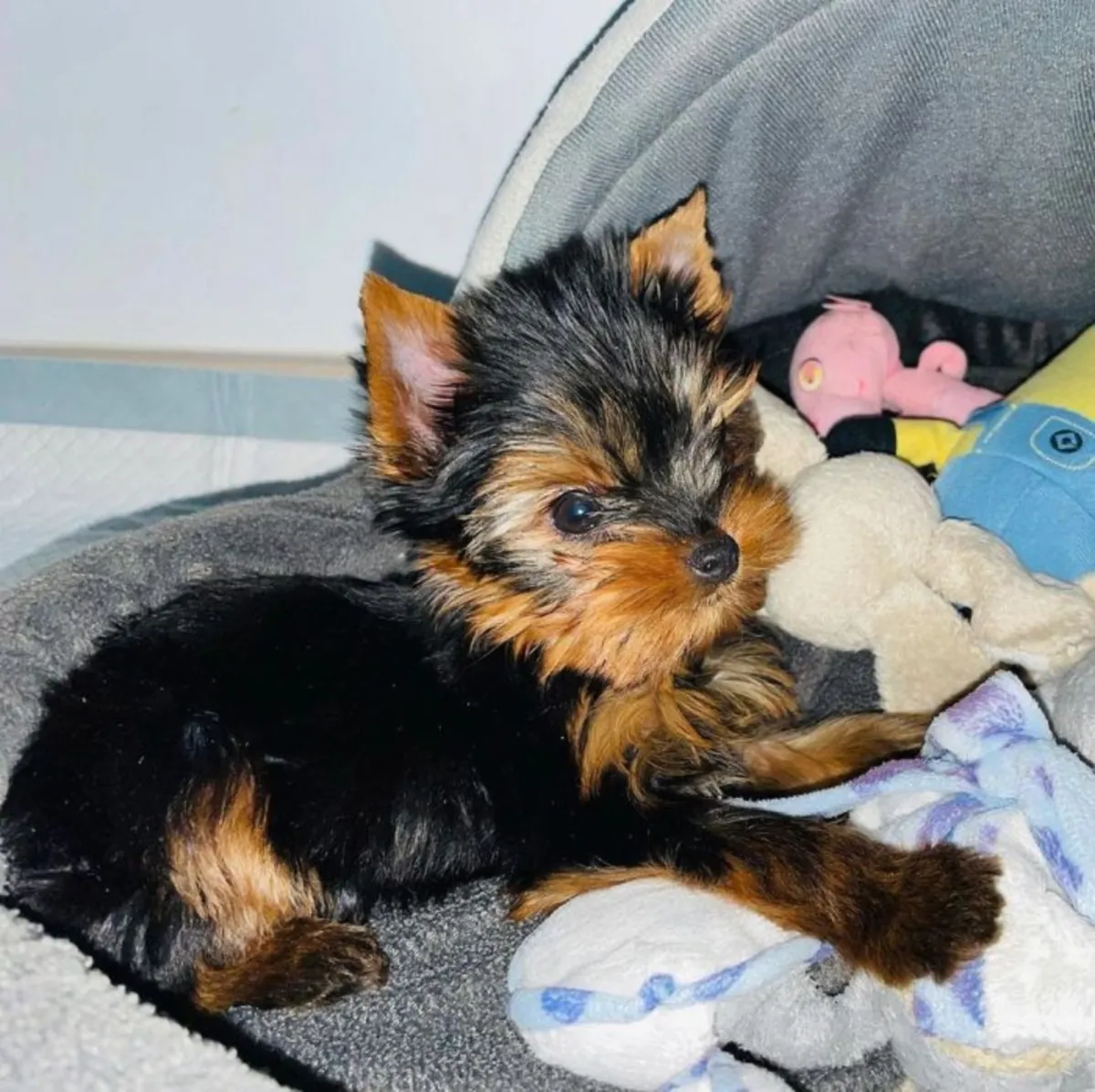 Chiots Yorkshire Terrier : Petits, grande personnalité !