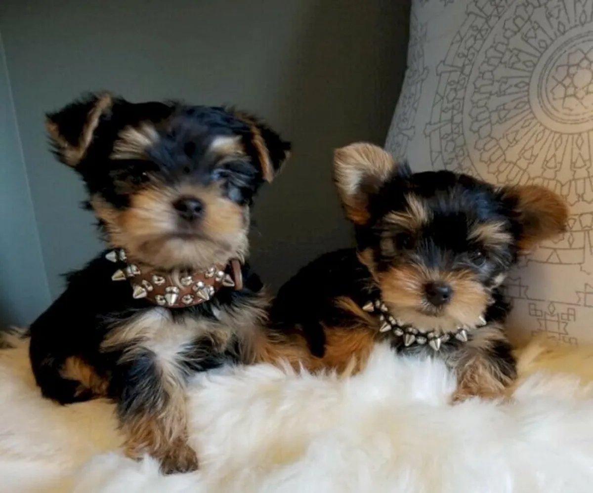 Cachorros Yorkshire Terrier Excepcionales – Lindos, Inteligentes y Cariñosos