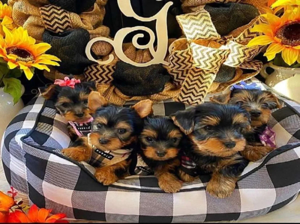 Chiots Yorkshire Terrier : Petits, grande personnalité !