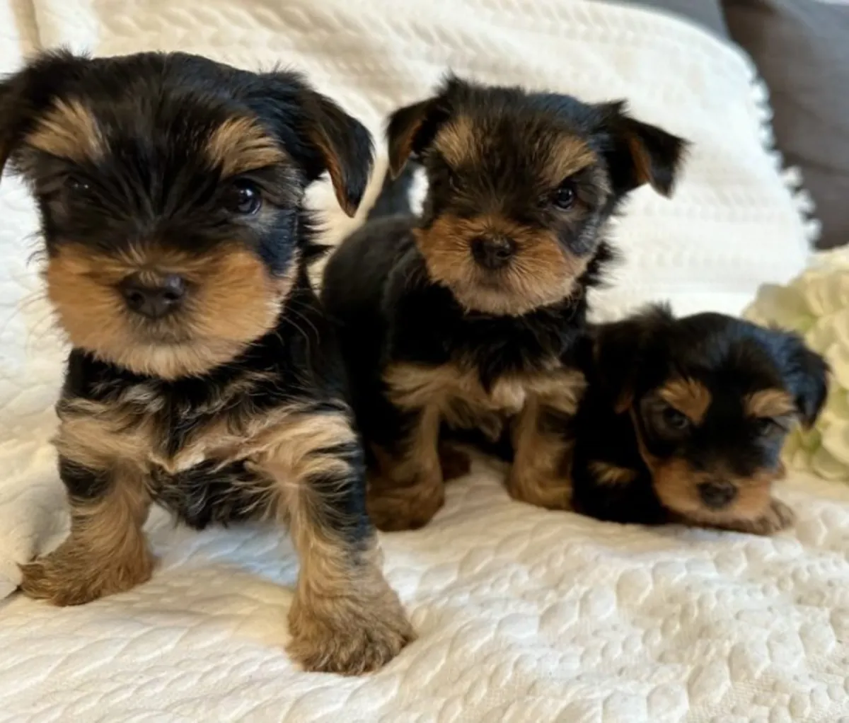 Adorables cachorros de Yorkshire Terrier buscan un hogar definitivo