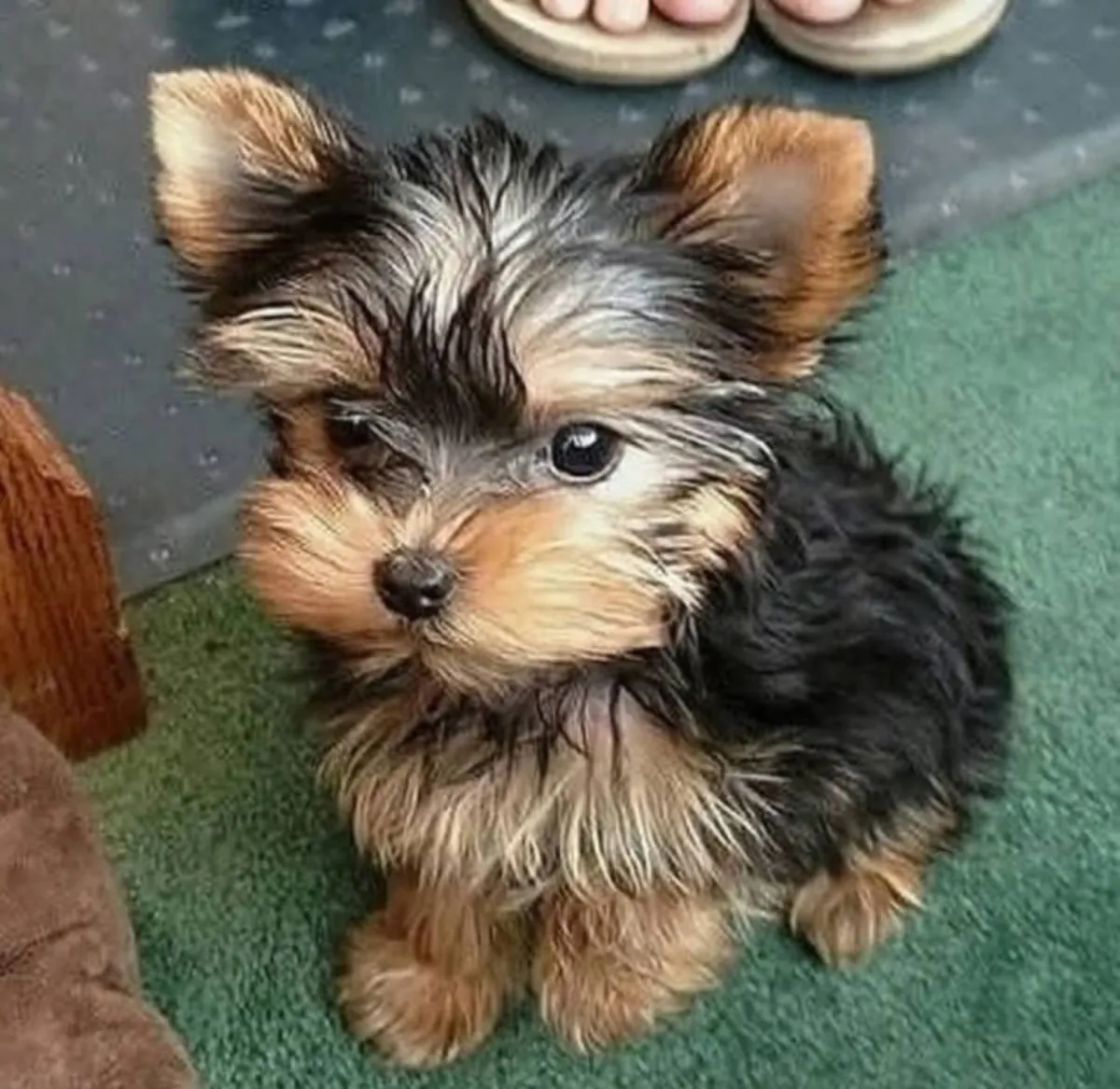 Sevimli Yorkshire Terrier Yavruları: Oyunsever, Sevecen ve Sağlıklı