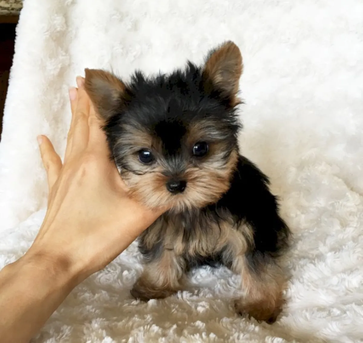 迷人的约克夏犬幼犬：完美的家庭宠物