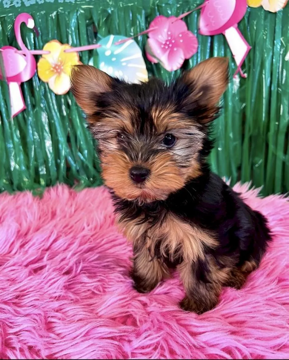 Chiots Yorkie miniature : Doux, en bonne santé et prêts à rentrer chez eux