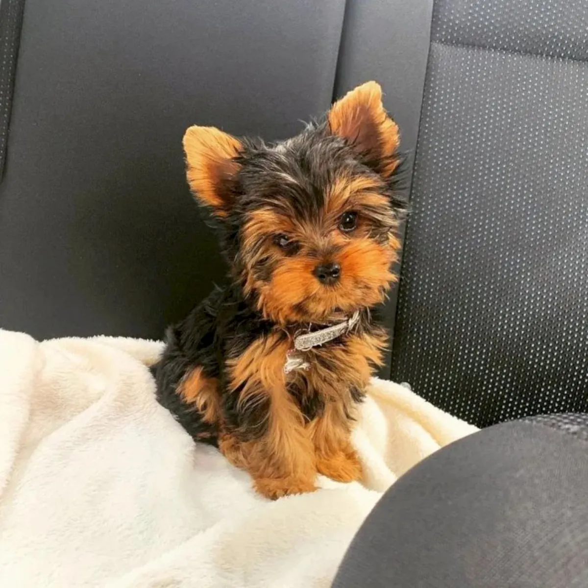 Adorables chiots Yorkshire Terrier (Yorkie) de race pure : Prêts pour un foyer plein d'amour !