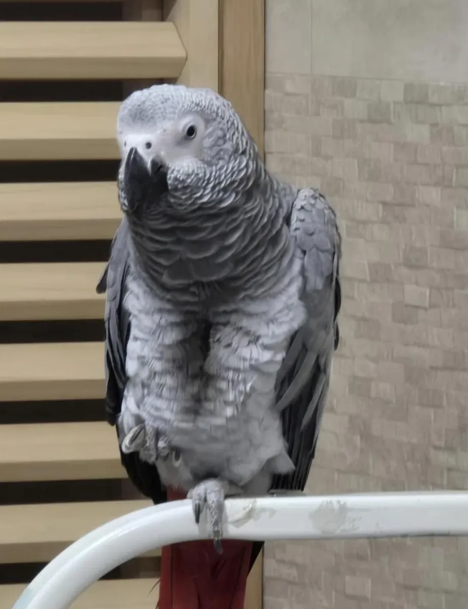 Ce perroquet gris du Gabon bavard, habitué à la vie en appartement, recherche une nouvelle famille.