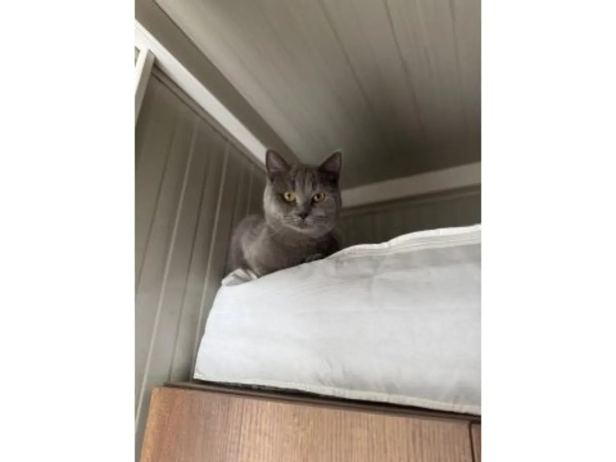 Ищем спокойную кошку породы британская короткошерстная для пристройства.