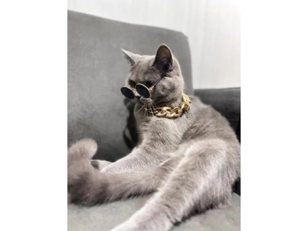 Ищем спокойную кошку породы британская короткошерстная для пристройства.