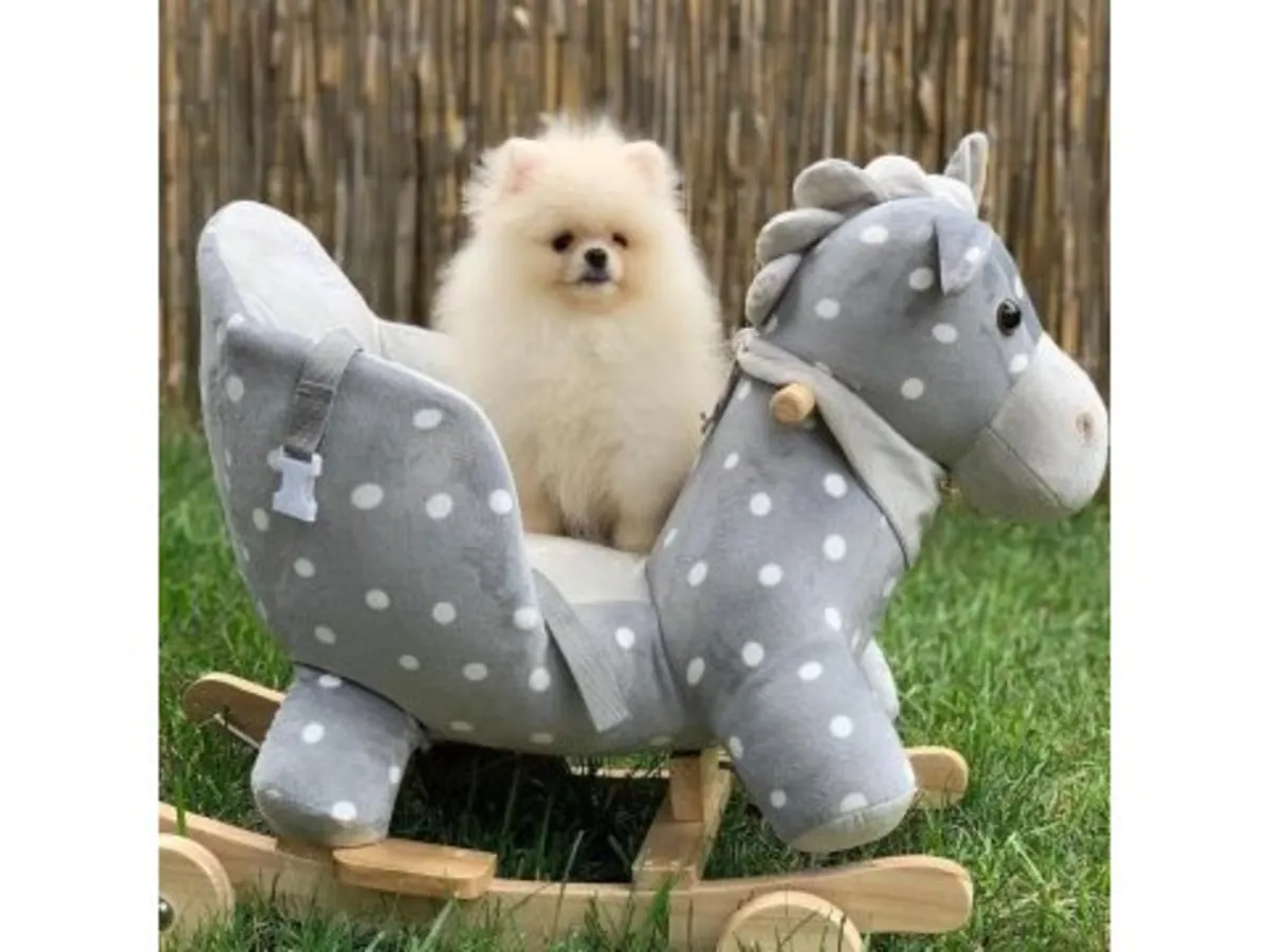 一只雪白的博美幼犬在家庭环境中长大。