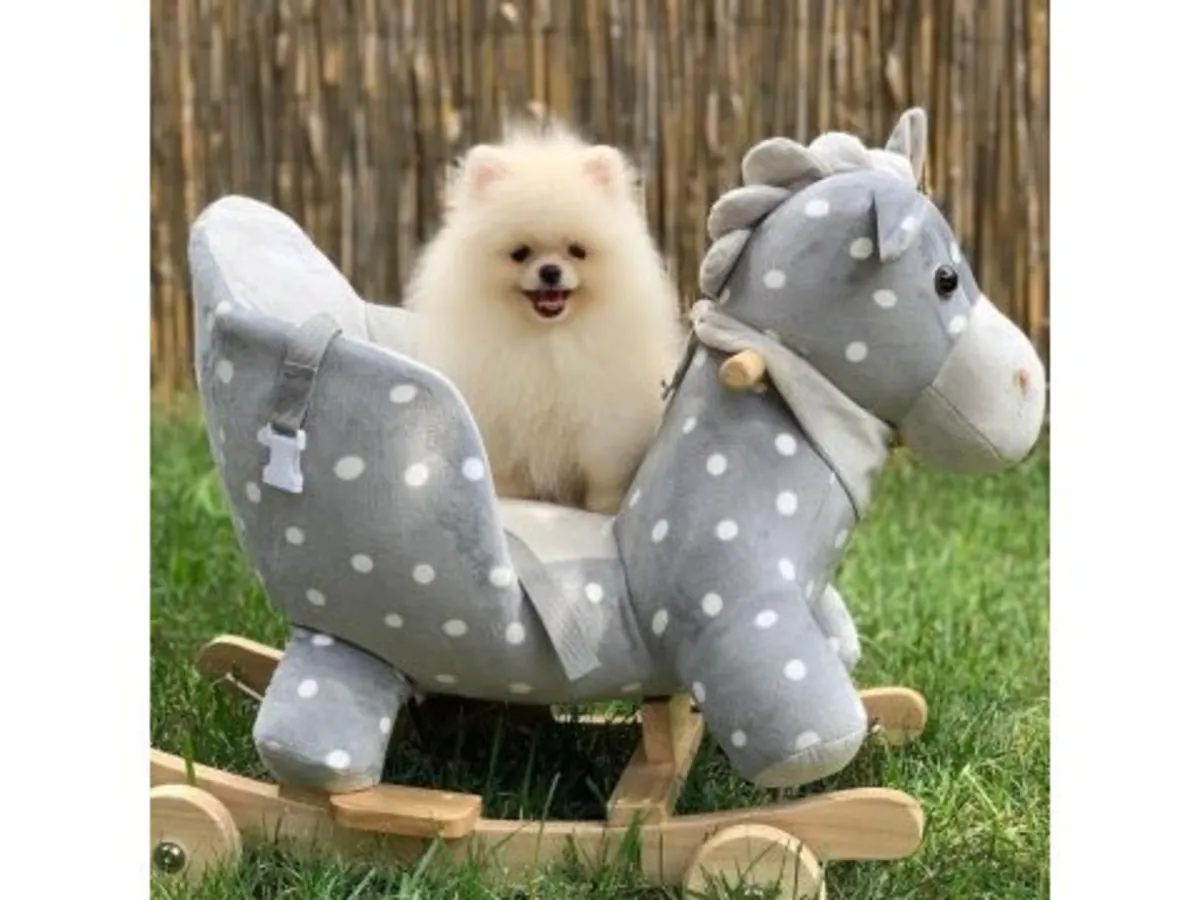 一只雪白的博美幼犬在家庭环境中长大。