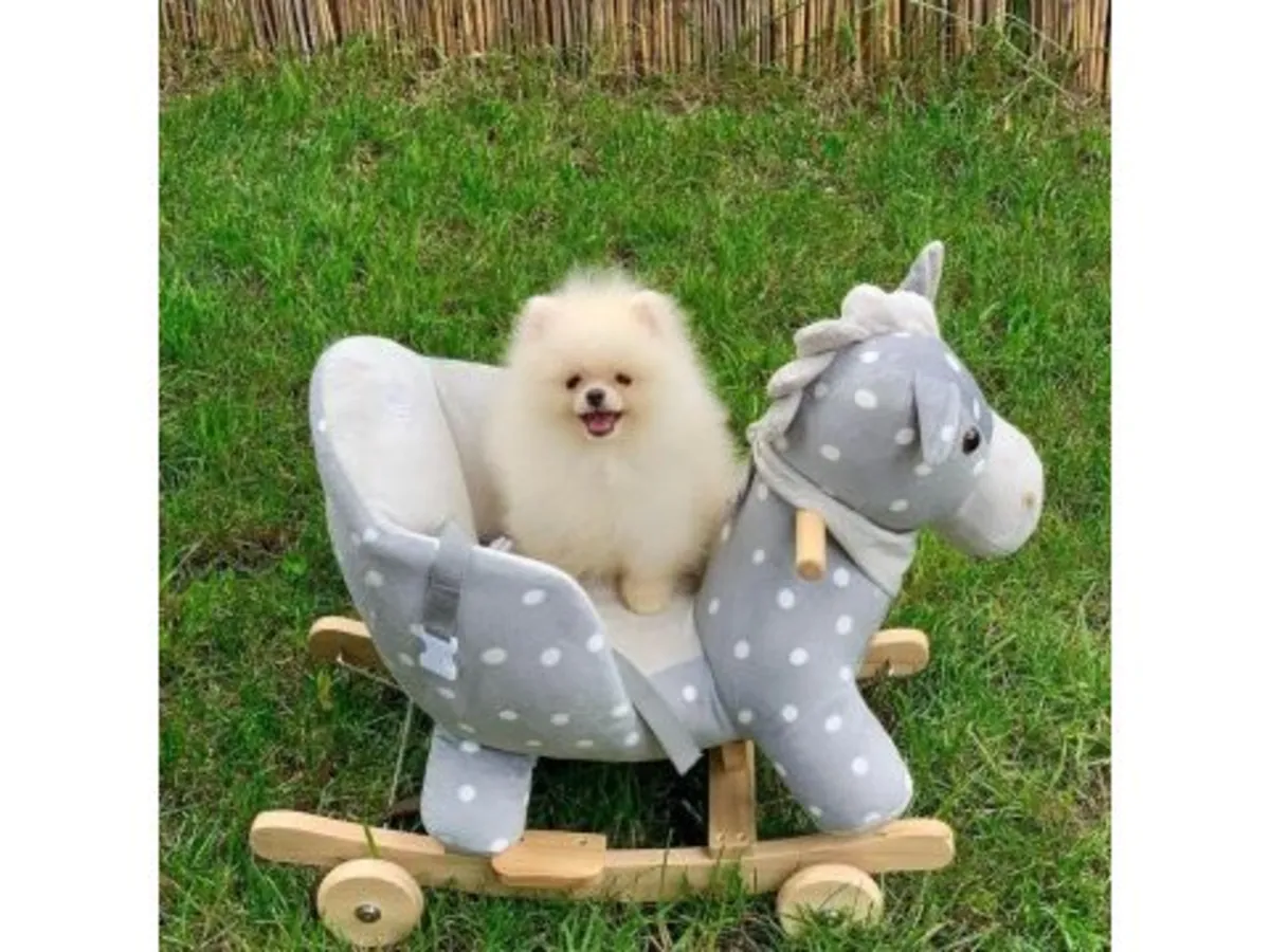 一只雪白的博美幼犬在家庭环境中长大。