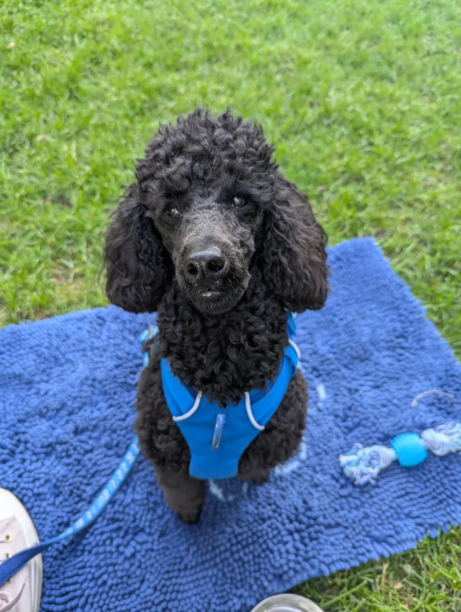 Adopción de un caniche negro