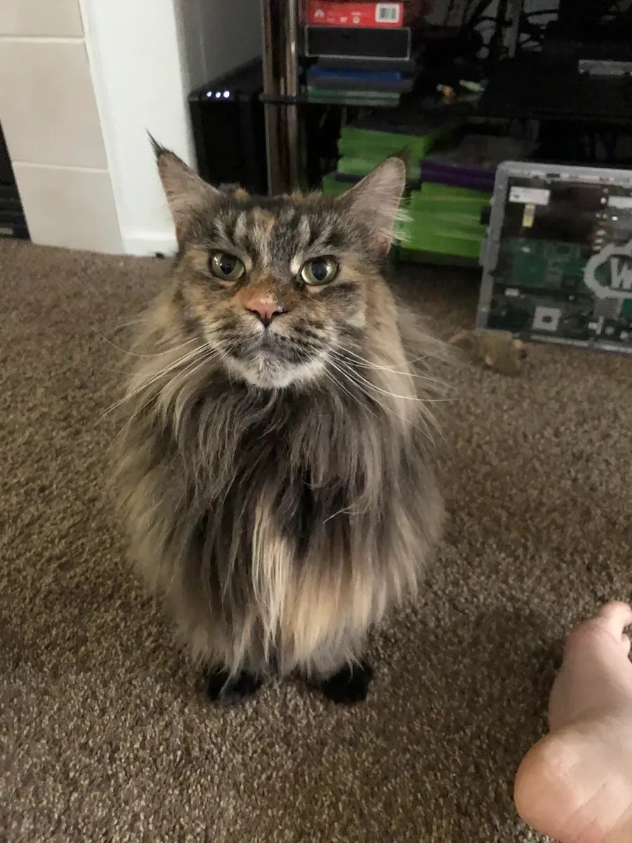 Büyük ırk Maine Coon erkek kedi sahiplendirme