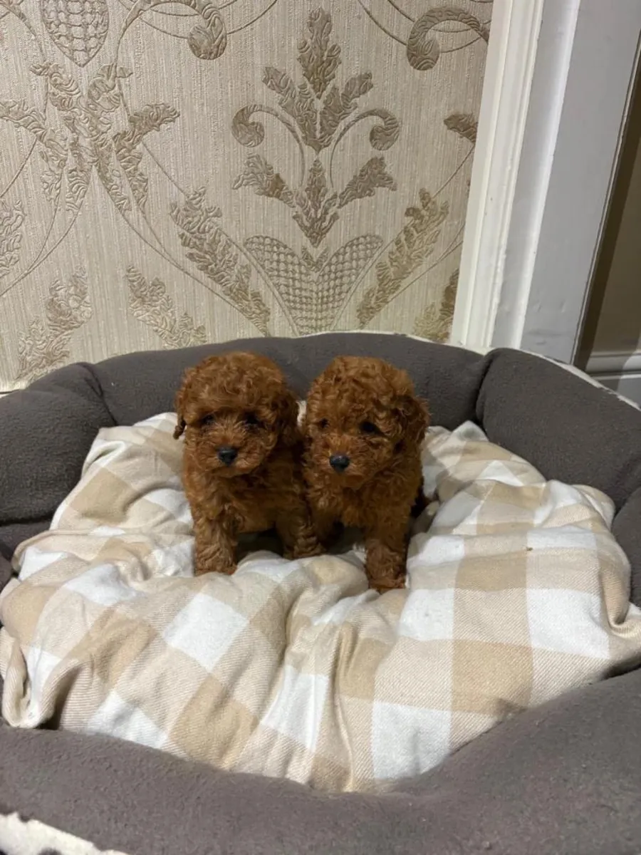 赠送贵宾犬幼崽