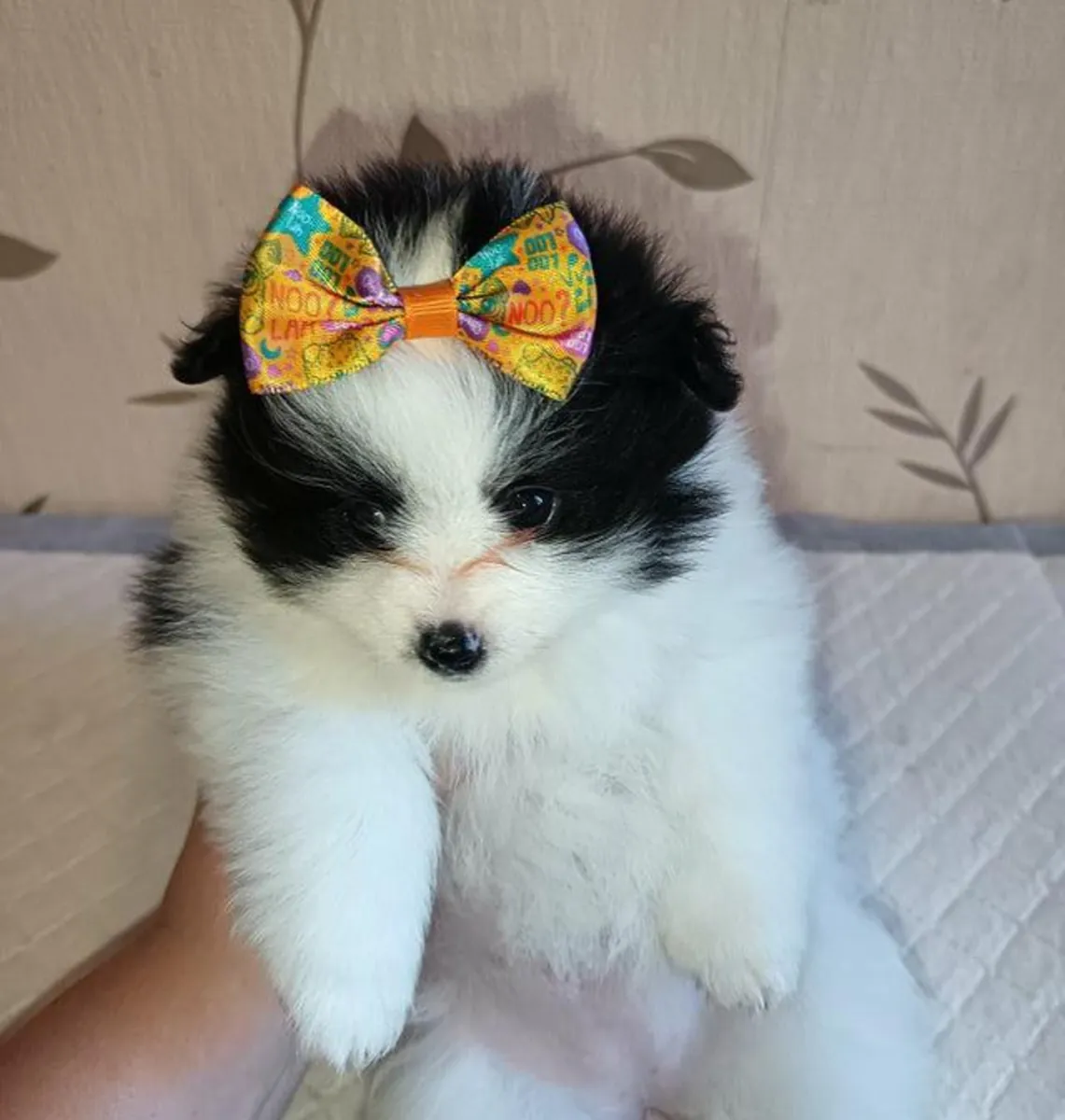 Regalo de cachorros Pomerania machos y hembras