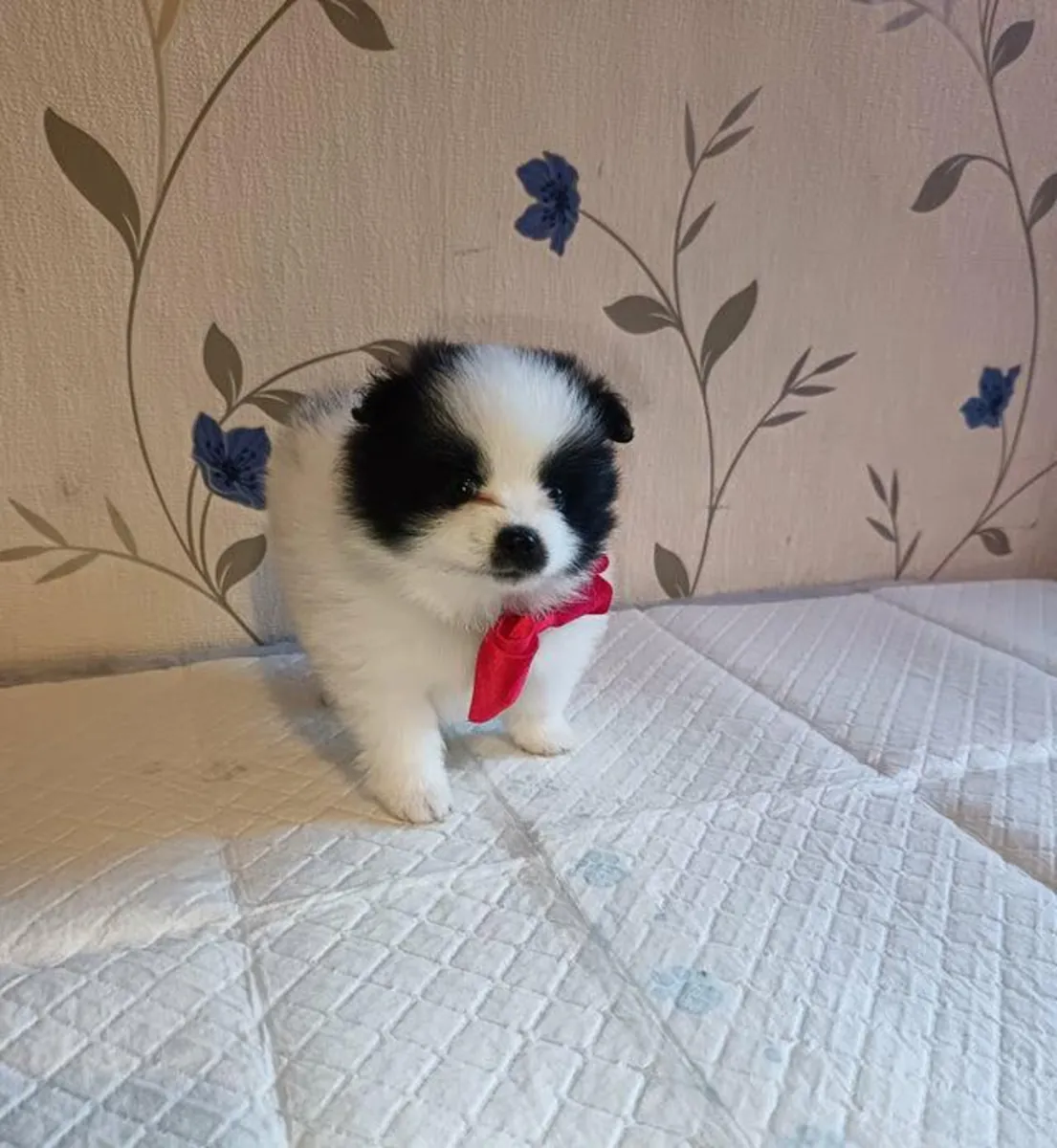 Regalo de cachorros Pomerania machos y hembras