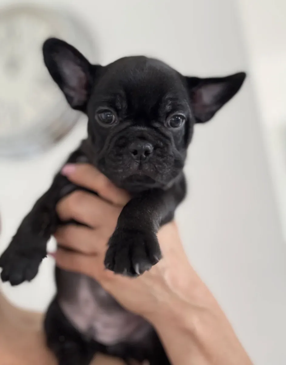 Cadeau de chiots bulldog français mâles et femelles