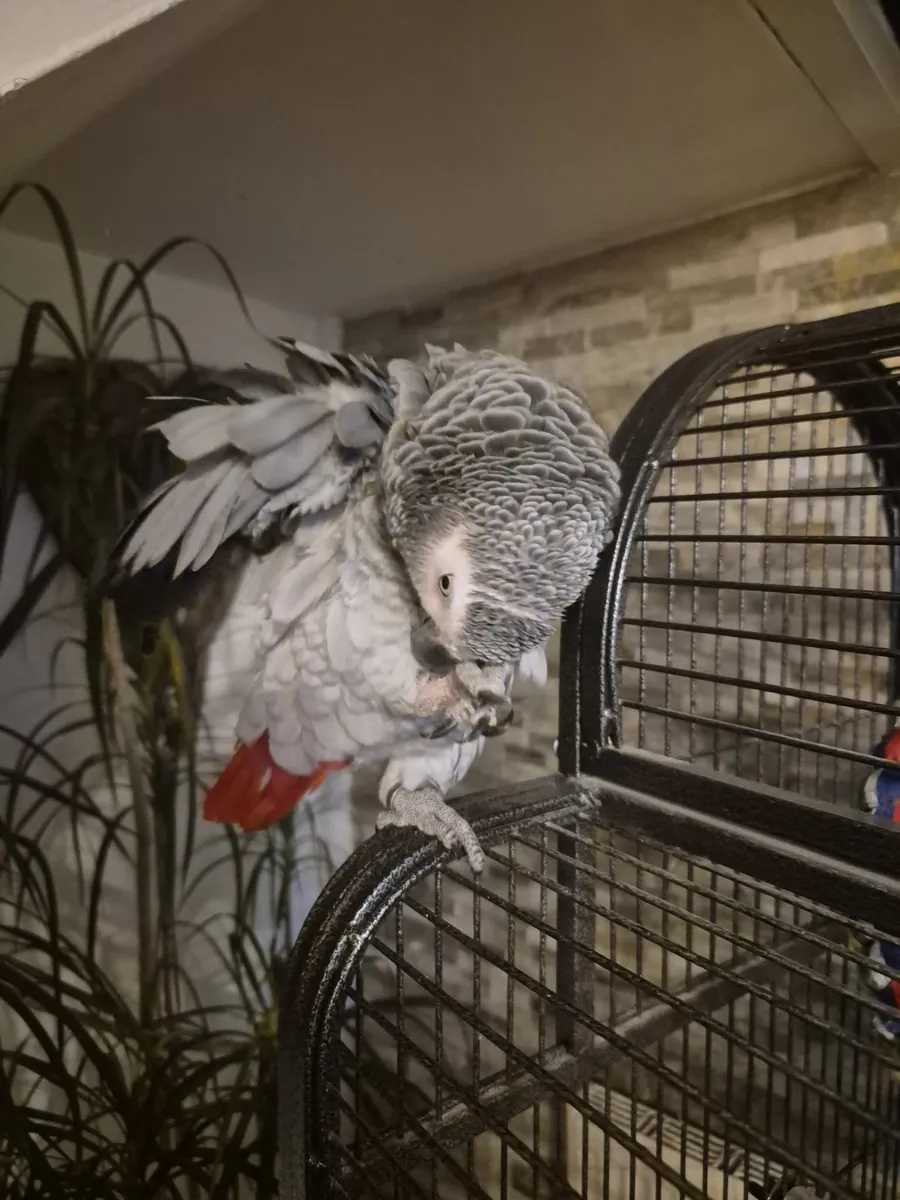 习惯了家庭环境的非洲灰鹦鹉正在寻找一个安全可靠的巢穴。