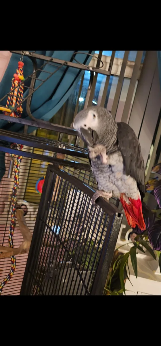 习惯了家庭环境的非洲灰鹦鹉正在寻找一个安全可靠的巢穴。