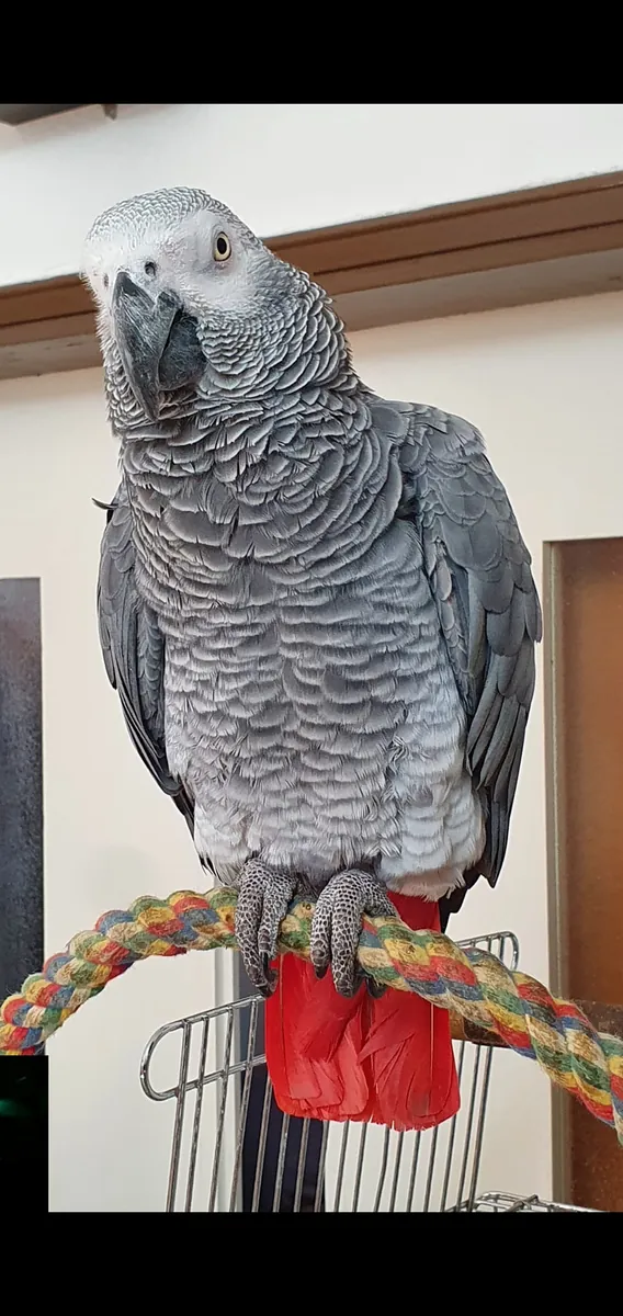 习惯了家庭环境的非洲灰鹦鹉正在寻找一个安全可靠的巢穴。