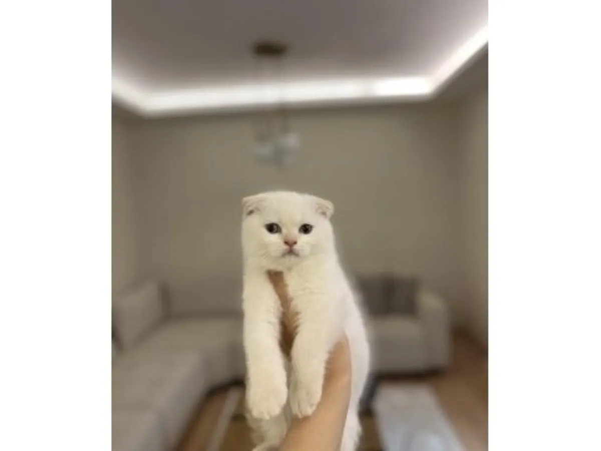 Sakin mizaçlı Scottish Fold dişi kedi yeni sahibini arıyor