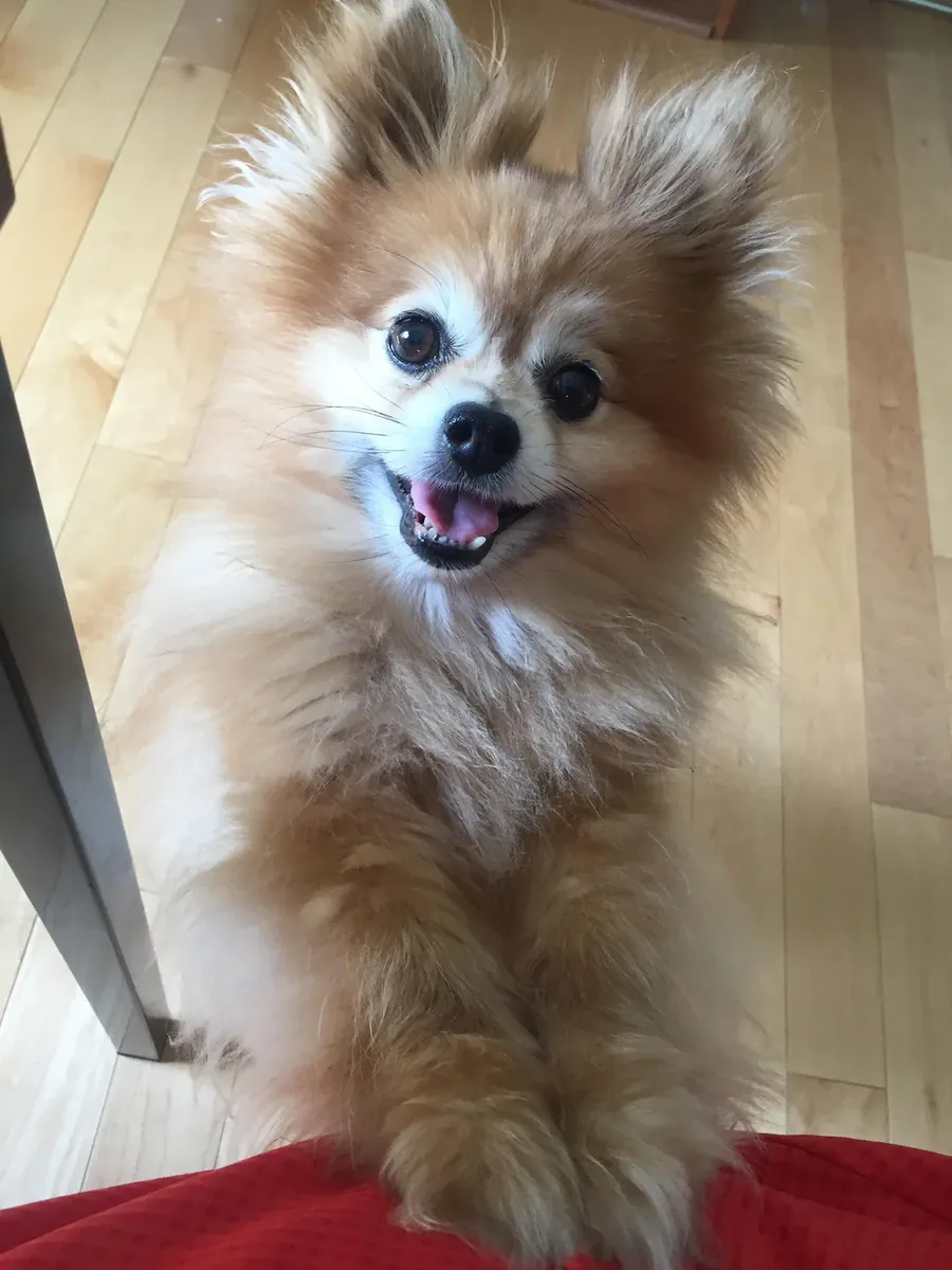 橙色博美幼犬（雄性）正在寻找一个充满爱的家庭。