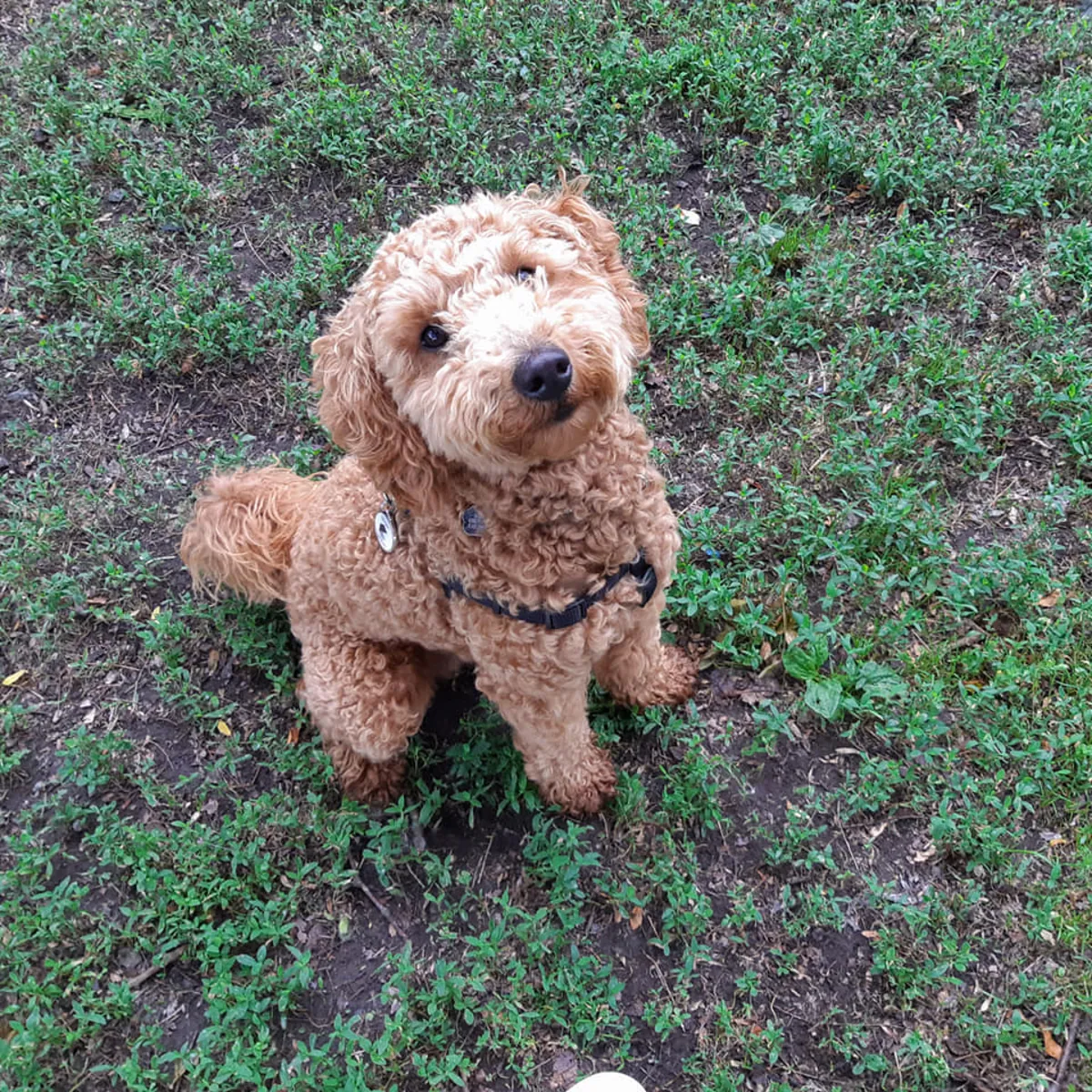 一只棕色的雌性贵宾犬正在寻找一个充满爱的家。