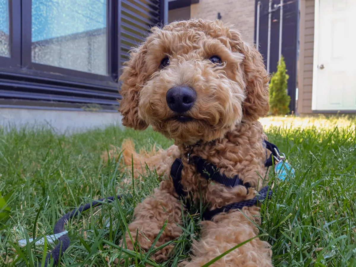一只棕色的雌性贵宾犬正在寻找一个充满爱的家。