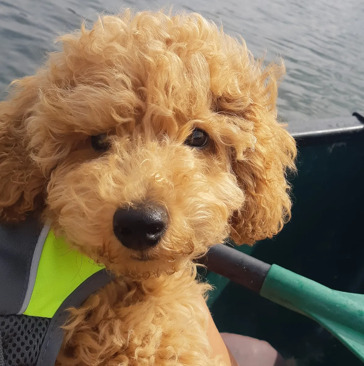 一只棕色的雌性贵宾犬正在寻找一个充满爱的家。