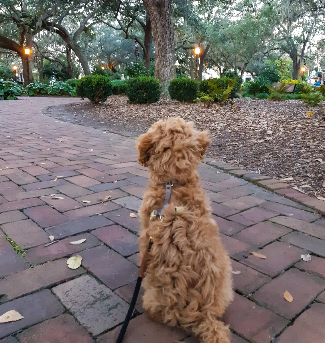 一只棕色的雌性贵宾犬正在寻找一个充满爱的家。