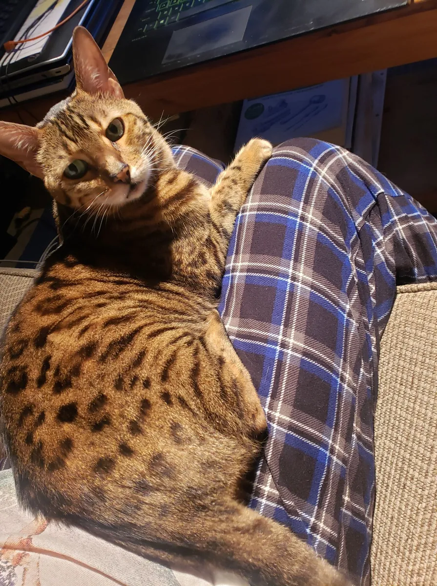 Un gato de Bengala curioso y vivaz está buscando un nuevo hogar.