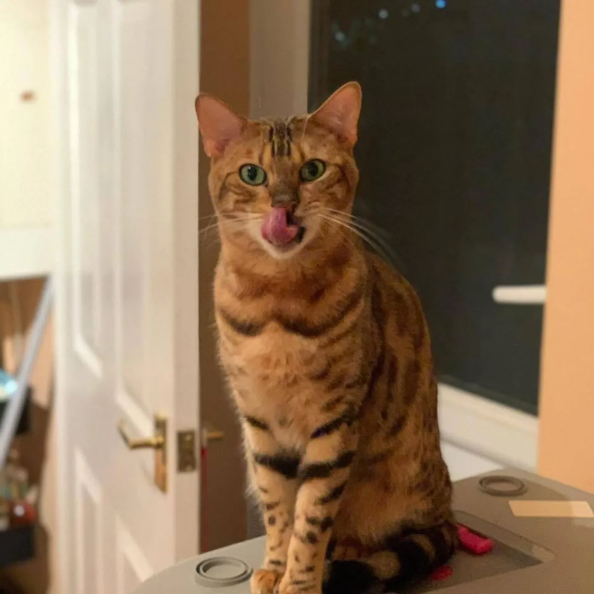 Un gato de Bengala curioso y vivaz está buscando un nuevo hogar.