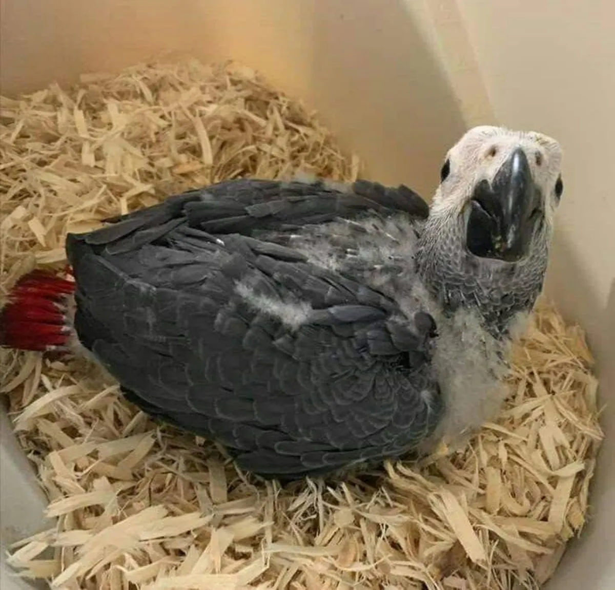 Huevos fértiles de loros y polluelos en venta – Reserva hoy
