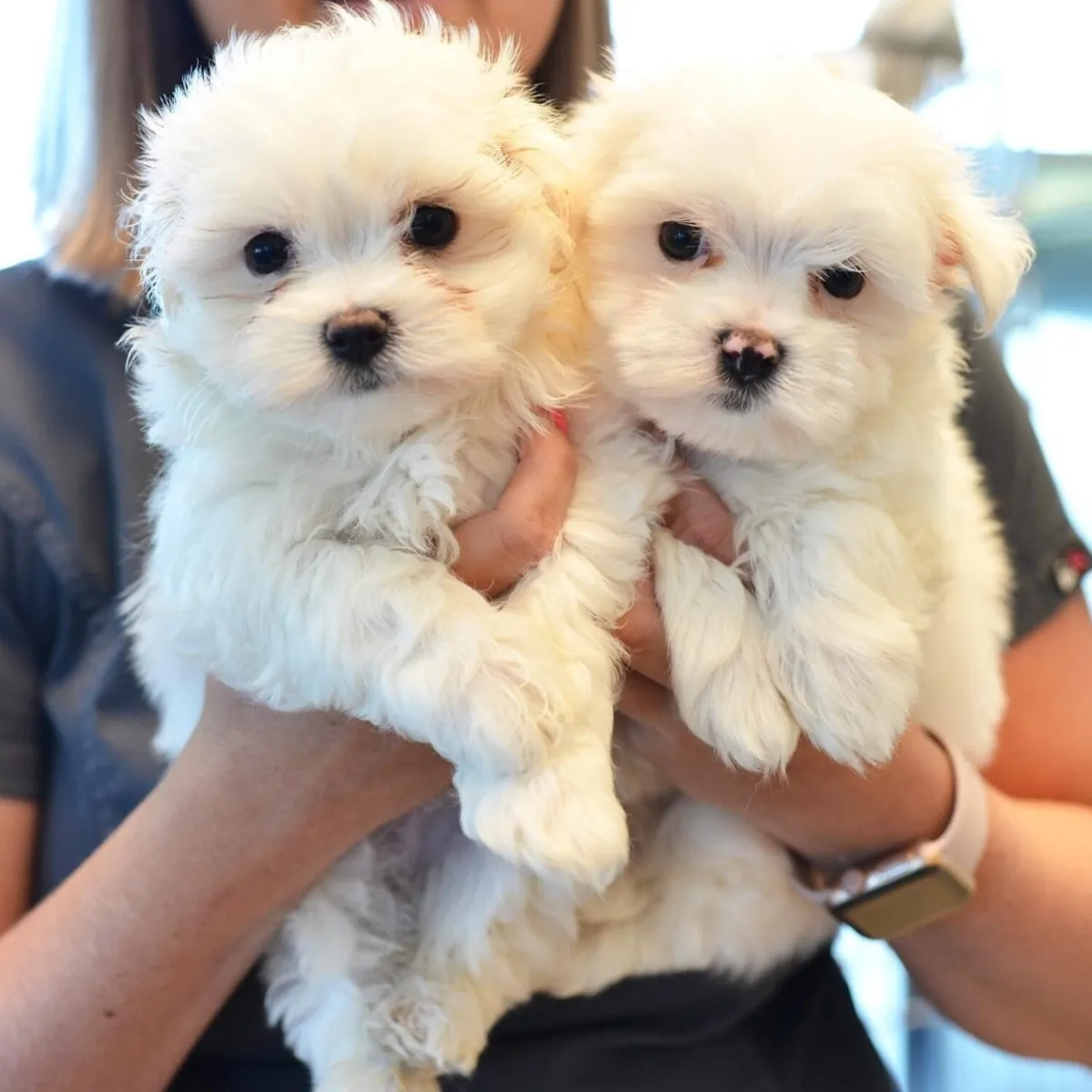 Cute Maltese puppies available