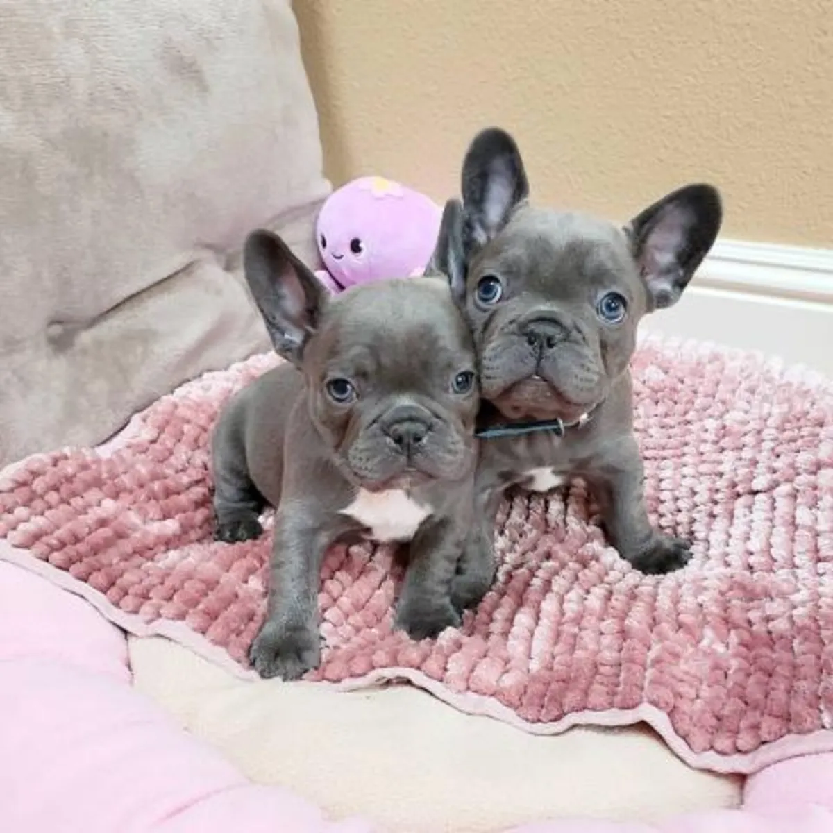 Chiots Bulldog Français mignons disponibles
