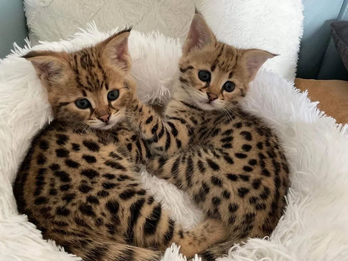 Chatons Savannah disponibles