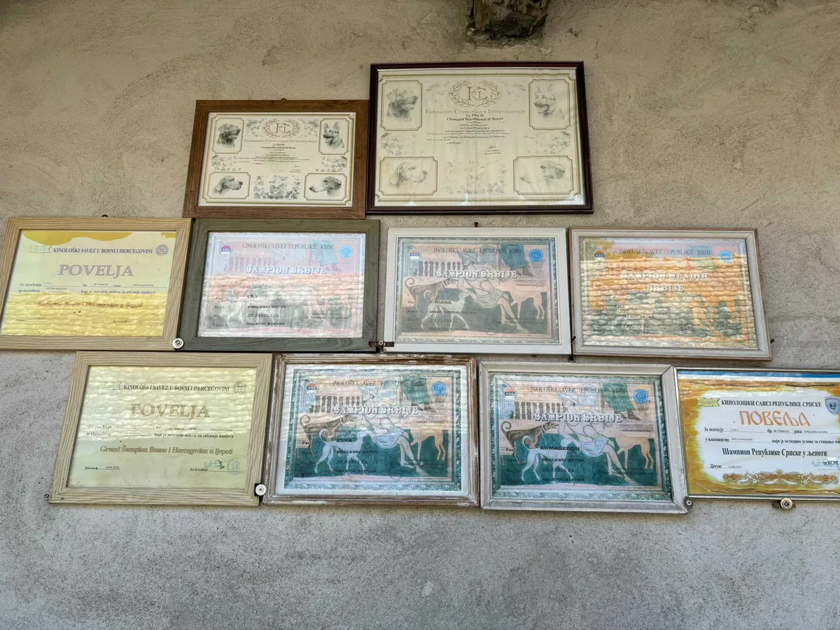 Satılık 8 İngiliz Setter Yavrusu. Her biri 1500 euro