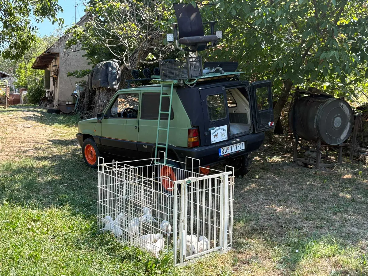 Satılık 8 İngiliz Setter Yavrusu. Her biri 1500 euro