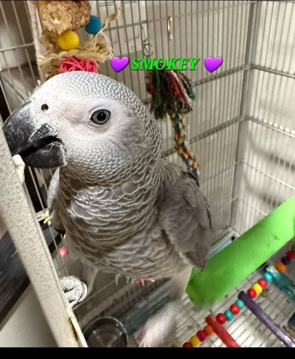 一只喜欢听人说话、喜欢待在附近的非洲灰鹦鹉