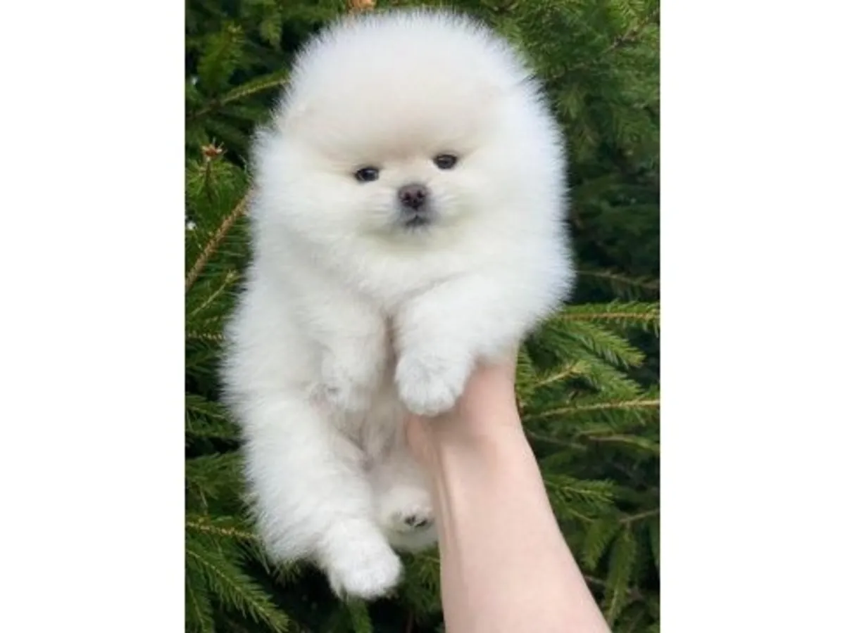 White Pomeranian male puppy raised around people from day one