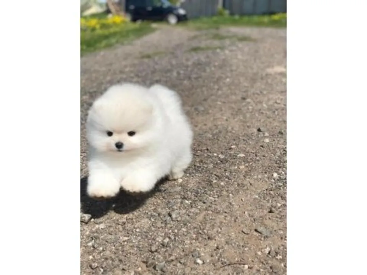 White Pomeranian male puppy raised around people from day one