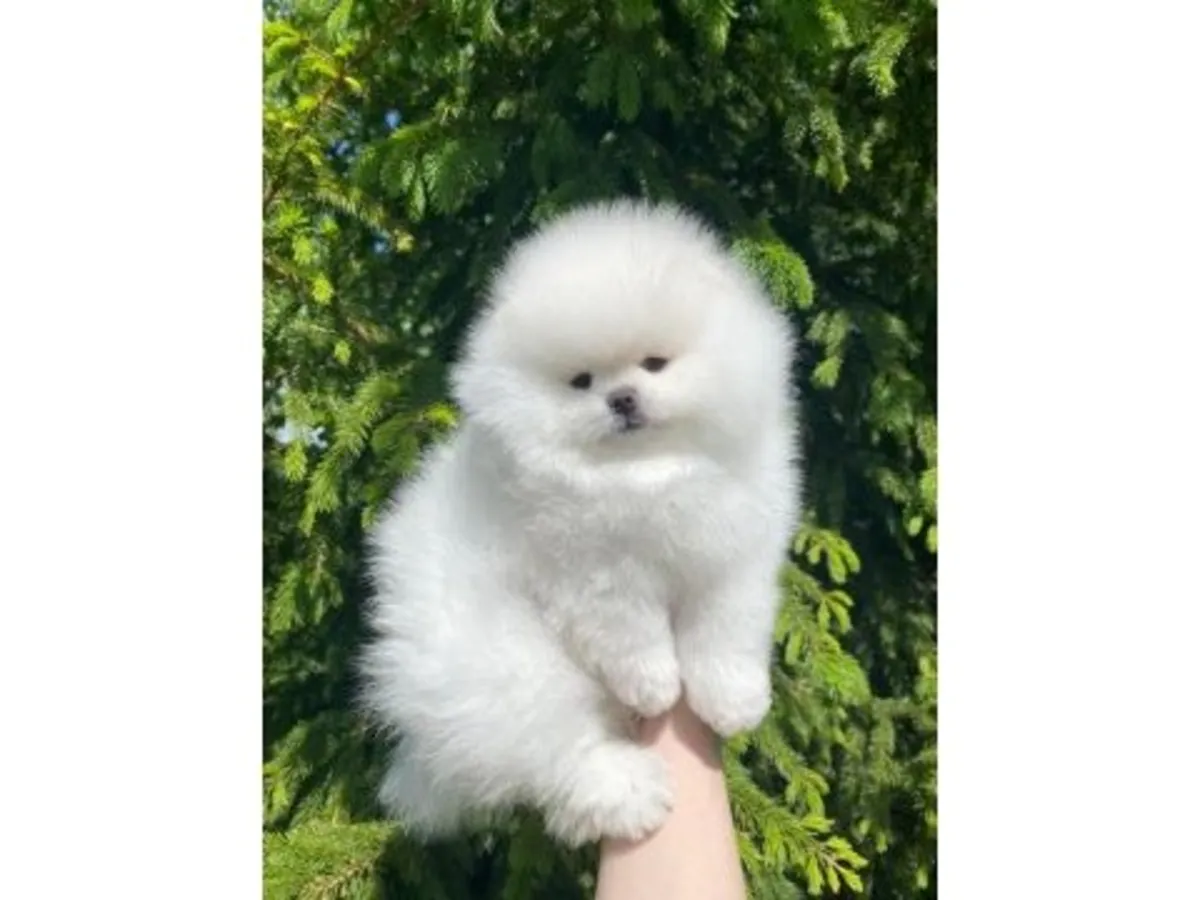 White Pomeranian male puppy raised around people from day one