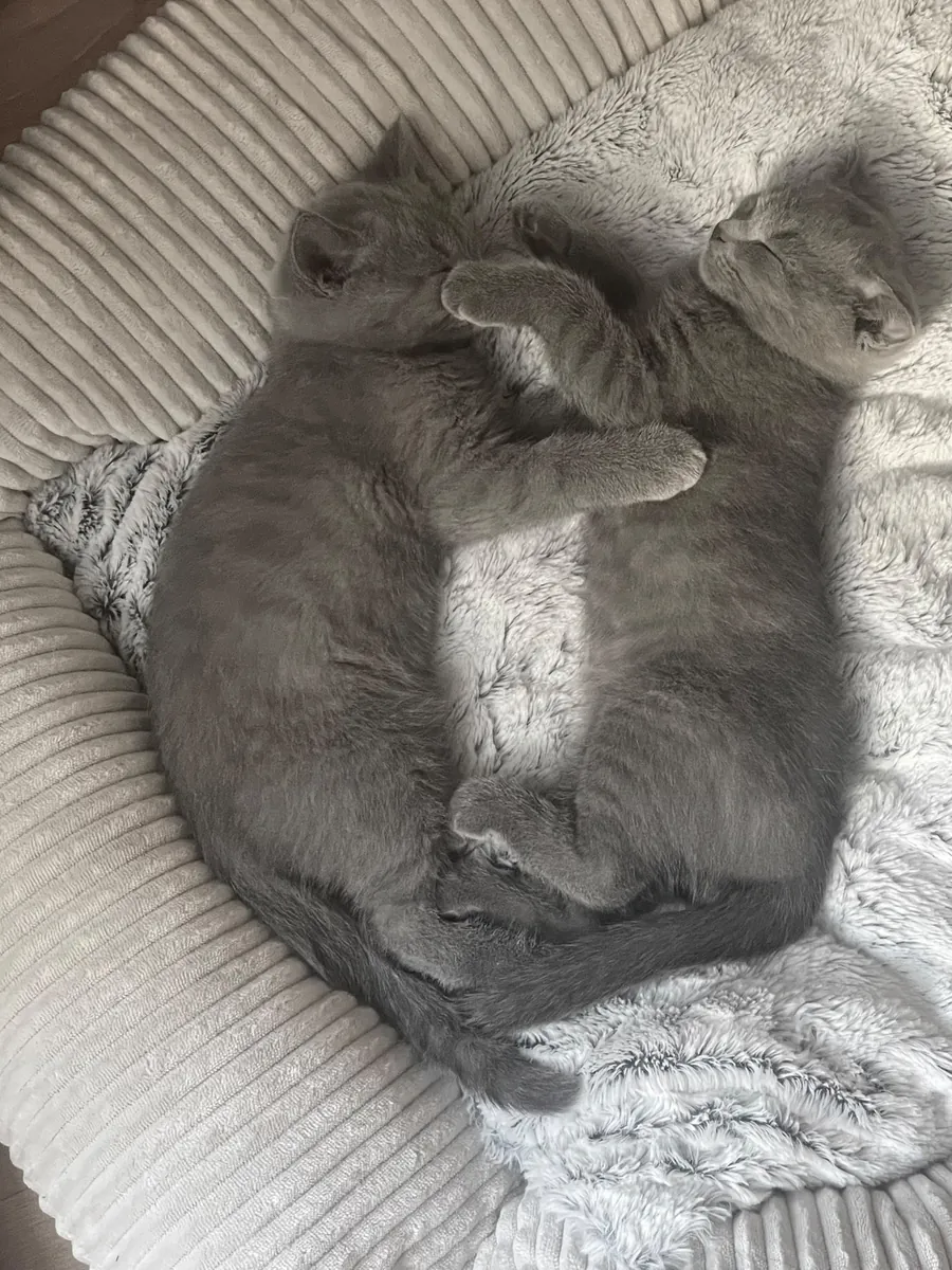 Deux frères à BCN (British-Scottish Fold)